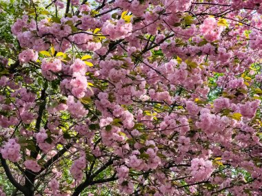 Güzel sakura çiçekleri. Pembe Japon kiraz çiçeklerinin arka planı. Yakın plan..