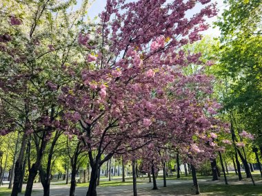 Güzel sakura çiçekleri. Pembe Japon kiraz çiçeklerinin arka planı. Yakın plan..