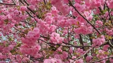 Güzel sakura çiçekleri. Pembe çiçeklerin arka planında Japon kiraz çiçekleri rüzgârda çiçek açıyor. Bahar çiçekleri.