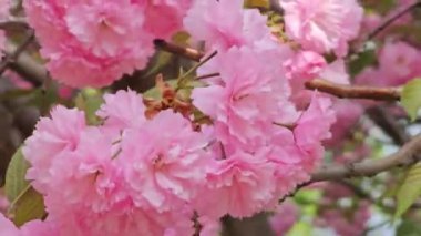 Güzel sakura çiçekleri. Pembe çiçeklerin arka planında Japon kiraz çiçekleri rüzgârda çiçek açıyor. Bahar çiçekleri.