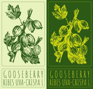 Vector drawing GOOSEBERRY. Hand drawn illustration. The Latin name is RIBES UVA-CRISPA L. clipart