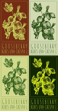 Set of vector drawing GOOSEBERRY in various colors. Hand drawn illustration. The Latin name is RIBES UVA-CRISPA L. clipart