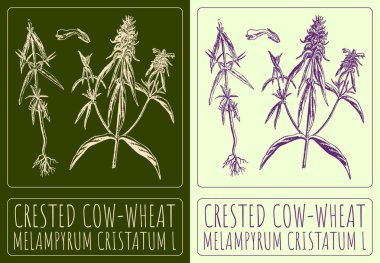 Drawing CRESTED COW-WHEAT. Hand drawn illustration. The Latin name is MELAMPYRUM CRISTATUM L. clipart