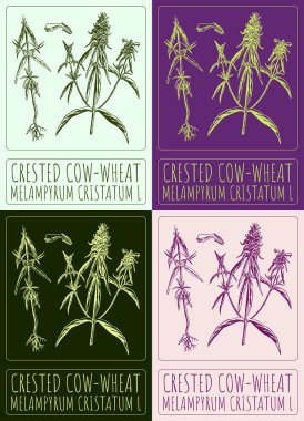 İnek-buğday renklerini çeşitli renklerde çizen vektör kümesi. El çizimi çizimi. Latince adı MELAMPYRUM CRISTATUM L.