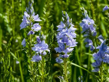 Veronica Germandera, Veronica prostrata, baharda çayırda, güneşli günde, doğal ortamda büyüyen.