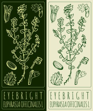 Göz kamaştırıcı. El çizimi çizimi. Latince adı EUPHRASIA OFFICINALIS L.