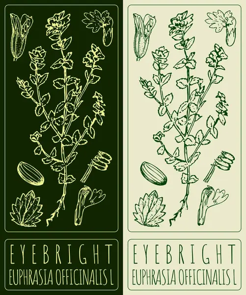 Göz kamaştırıcı. El çizimi çizimi. Latince adı EUPHRASIA OFFICINALIS L.