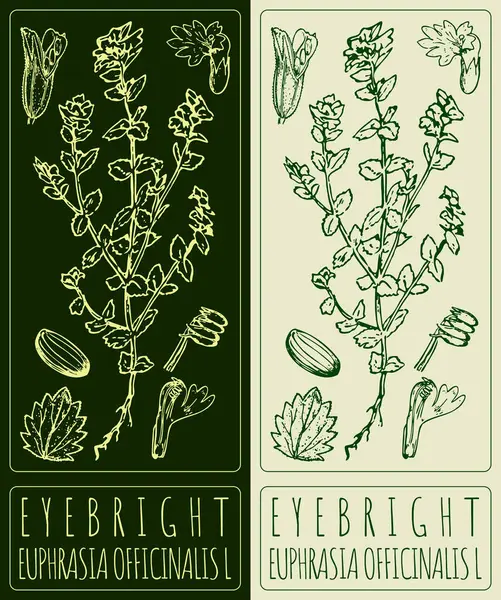 stock vector Vector drawing EYEBRIGHT. Hand drawn illustration. The Latin name is EUPHRASIA OFFICINALIS L.