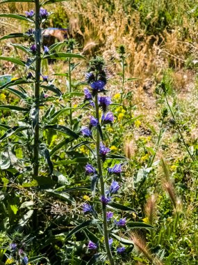 Echium plantagineum çiçeği yaklaş. Boraginaceae ailesinde mor menekşe engerek böceği ilacı ya da Paterson 'un laneti..