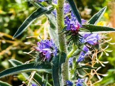 Echium plantagineum çiçeği yaklaş. Boraginaceae ailesinde mor menekşe engerek böceği ilacı ya da Paterson 'un laneti..