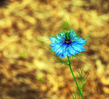Nigella Damascena, sisli aşk ya da çalılıklardaki şeytan.