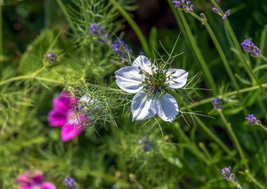 Narin beyaz Nigella sativa ya da aşk çiçeği sis içinde, kopyalama alanı olan botanik arkaplan.