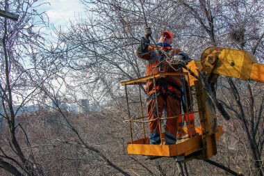 Dnepr, Ukrayna - 03.20.2024: Belediye çalışanları vinç sepetinde elektrikli testere ve tehlikeli ağaçları budamak için duruyorlar.