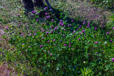 Bir adam çimleri keser ve biçer. Çim biçme işi. İşçi çimenleri çimlerle biçer.