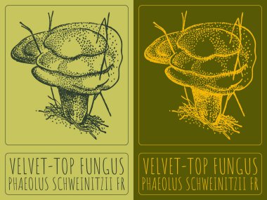 VELVET-TOP FUNGUS çizimi. El çizimi çizimi. Latince adı PHAEOLUS SCHWEINITZII FR.
