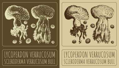 Lycoperdon VerrucoSUM çiziliyor. El çizimi çizimi. Latince adı ScLERODERMA VERRUCOSUM BULL.