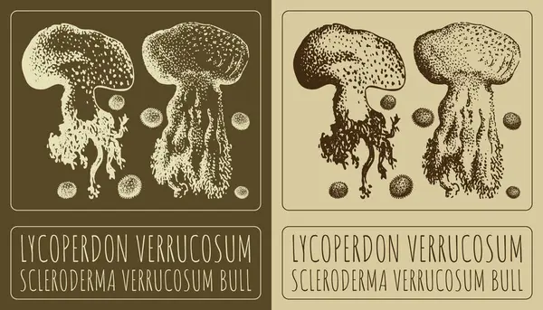 stock image Drawing LYCOPERDON VERRUCOSUM. Hand drawn illustration. The Latin name is SCLERODERMA VERRUCOSUM BULL.