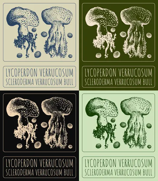 stock image Set of drawing LYCOPERDON VERRUCOSUM in various colors. Hand drawn illustration. The Latin name is SCLERODERMA VERRUCOSUM BULL.