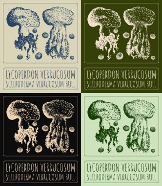 Set of vector drawing LYCOPERDON VERRUCOSUM in various colors. Hand drawn illustration. The Latin name is SCLERODERMA VERRUCOSUM BULL. clipart
