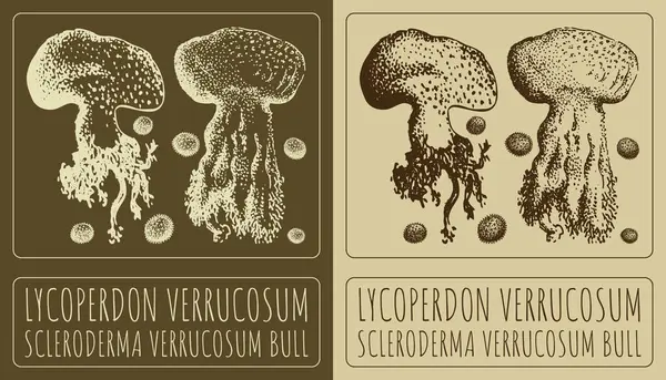 Vektör LYCOPERDON VERRUCOSUM çiziyor. El çizimi çizimi. Latince adı ScLERODERMA VERRUCOSUM BULL.