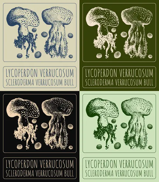 stock vector Set of vector drawing LYCOPERDON VERRUCOSUM in various colors. Hand drawn illustration. The Latin name is SCLERODERMA VERRUCOSUM BULL.