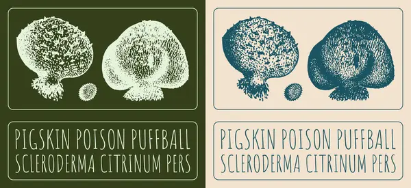 stock image Drawing PIGSKIN POISON PUFFBALL. Hand drawn illustration. The Latin name is SCLERODERMA CITRINUM PERS.