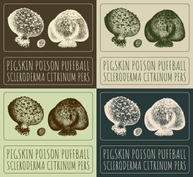 Set of vector drawing PIGSKIN POISON PUFFBALL in various colors. Hand drawn illustration. The Latin name is SCLERODERMA CITRINUM PERS. clipart