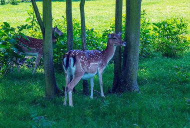 Güneşli bir günde yazın çimlerde yavru geyik Bambi.