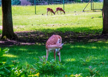 Güneşli bir günde yazın çimlerde yavru geyik Bambi.