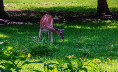 Güneşli bir günde yazın çimlerde yavru geyik Bambi.