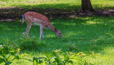 Güneşli bir günde yazın çimlerde yavru geyik Bambi.