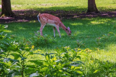 Güneşli bir günde yazın çimlerde yavru geyik Bambi.