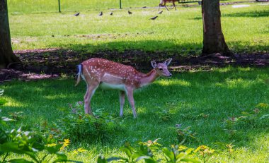 Güneşli bir günde yazın çimlerde yavru geyik Bambi.