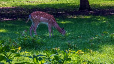 Güneşli bir günde yazın çimlerde yavru geyik Bambi.