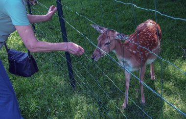 Güneşli bir yaz gününde bir kadının eli yavru Bambi 'yi okşar..