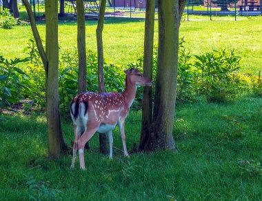 Güneşli bir günde yazın çimlerde yavru geyik Bambi.