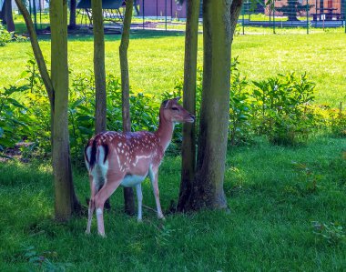 Güneşli bir günde yazın çimlerde yavru geyik Bambi.