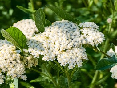 Achillea Millefolium beyaz çiçekleri yakın plan. Çiçek arkaplan. Tıbbi yabani bitkiler.