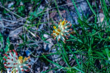 Anthyllis savunmasızlığı. Pulcella, Fabaceae. Vahşi tıbbi bitki. Bir astringan olarak halk tıbbında.