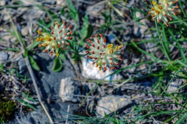 Anthyllis savunmasızlığı. Pulcella, Fabaceae. Vahşi tıbbi bitki. Bir astringan olarak halk tıbbında.