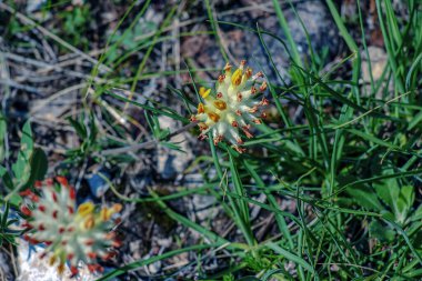 Anthyllis savunmasızlığı. Pulcella, Fabaceae. Vahşi tıbbi bitki. Bir astringan olarak halk tıbbında.