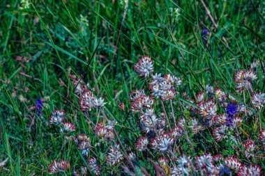 Anthyllis savunmasızlığı. Pulcella, Fabaceae. Vahşi tıbbi bitki. Bir astringan olarak halk tıbbında.