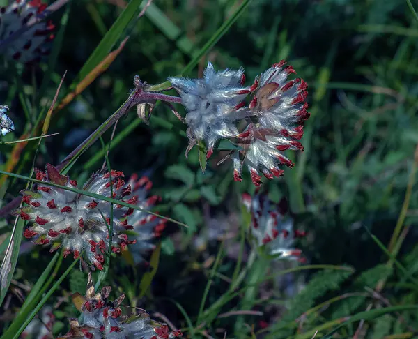 stock image Anthyllis vulneraria. Pulcella, Fabaceae. Wild medicinal plant. In folk medicine as an astringent.