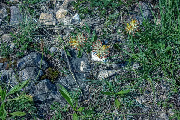 stock image Anthyllis vulneraria. Pulcella, Fabaceae. Wild medicinal plant. In folk medicine as an astringent.