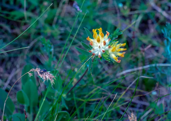 stock image Anthyllis vulneraria. Pulcella, Fabaceae. Wild medicinal plant. In folk medicine as an astringent.