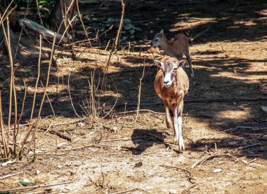 Slovakya 'nın Nitra kentindeki bir kreşte Avrupalı muflon Ovis orientalis.