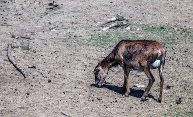 Slovakya 'nın Nitra kentindeki bir kreşte Avrupalı muflon Ovis orientalis.