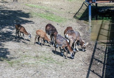Slovakya 'nın Nitra kentindeki bir kreşte Avrupalı muflon Ovis orientalis.
