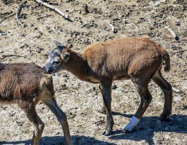 Slovakya 'nın Nitra kentindeki bir kreşte Avrupalı muflon Ovis orientalis.