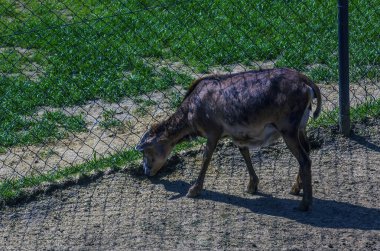 Slovakya 'nın Nitra kentindeki bir kreşte Avrupalı muflon Ovis orientalis.